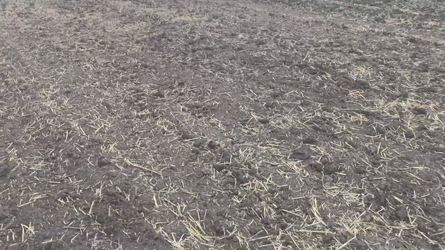 Лён через 2 недели после посева!