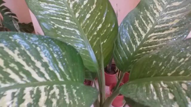 dieffenbachia 25/09/2021 نبتة داخلية بإمتياز смотреть онлайн
