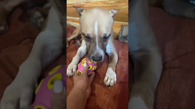 🔥Крутая игруха для Амстаффа🔥 #амстафф #собаки #рек #дрессировка #шортс #топ #видео #лайк #игрушка смотреть онлайн