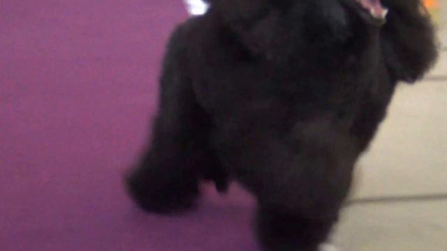 00101 Аквамарин с цветочной поляны. Моно ЕКБ 23.04.16. смотреть онлайн