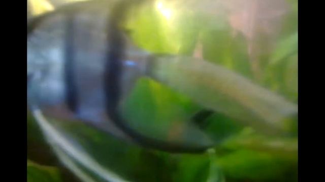 зоомагазин АМФИБИЯ (почему погибают аквариумные растения часть 1) смотреть онлайн