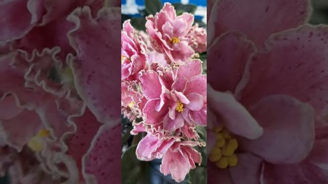 ПТ-Костяника смотреть онлайн