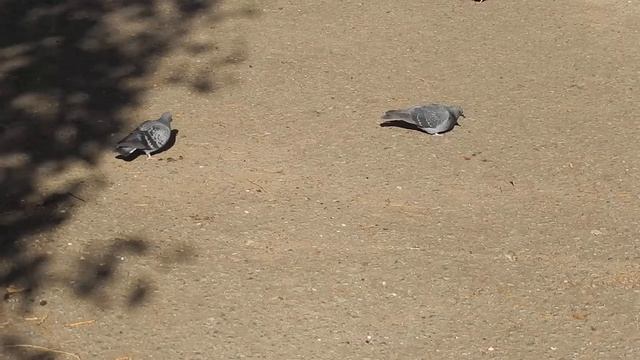 Птицы клюют | Bird Pecking Голуби клюют тыквенные и подсолнечные семечки смотреть онлайн