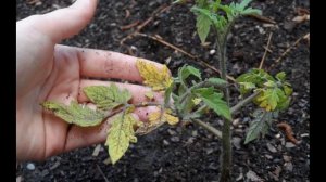 Почему желтеют листья у помидор в теплице - как помоч томату