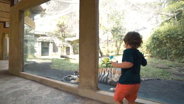 BALI ZOO смотреть онлайн