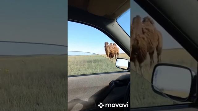 Верблюды // Корабли пустыни. смотреть онлайн