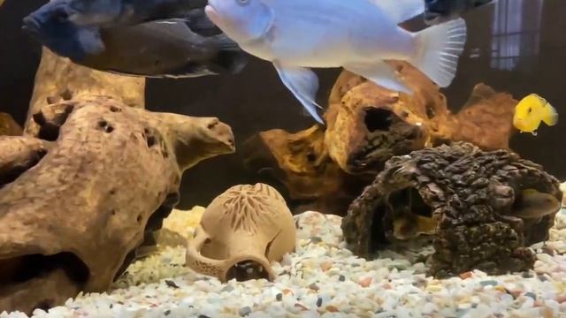 Аквариумные рыбы Цихлиды смотреть онлайн