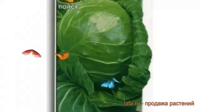 Капуста белокочанная Малахит F1 (malakhit f1) ? обзор: как сажать, семена капусты Малахит F1 смотреть онлайн