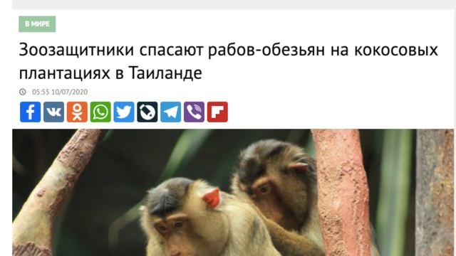 Как обезьяны собирают кокосы. Остров Ко Панган Таиланд. смотреть онлайн