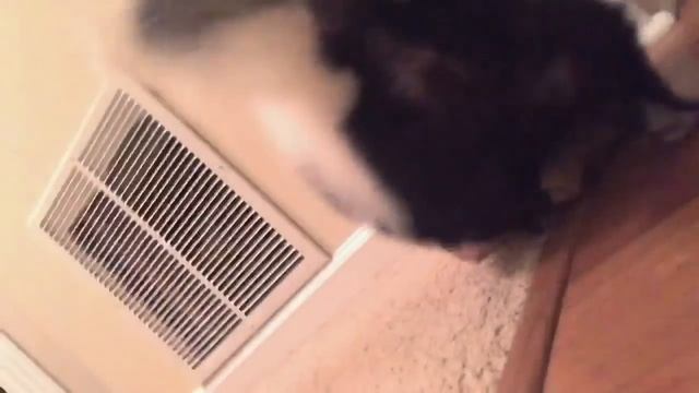 Skunks Make Adorable Pets смотреть онлайн