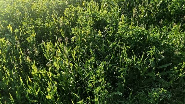 повышаем удоой у коров - Скос донника , искуственый засев. сельские будни - жизнь за городом. смотреть онлайн