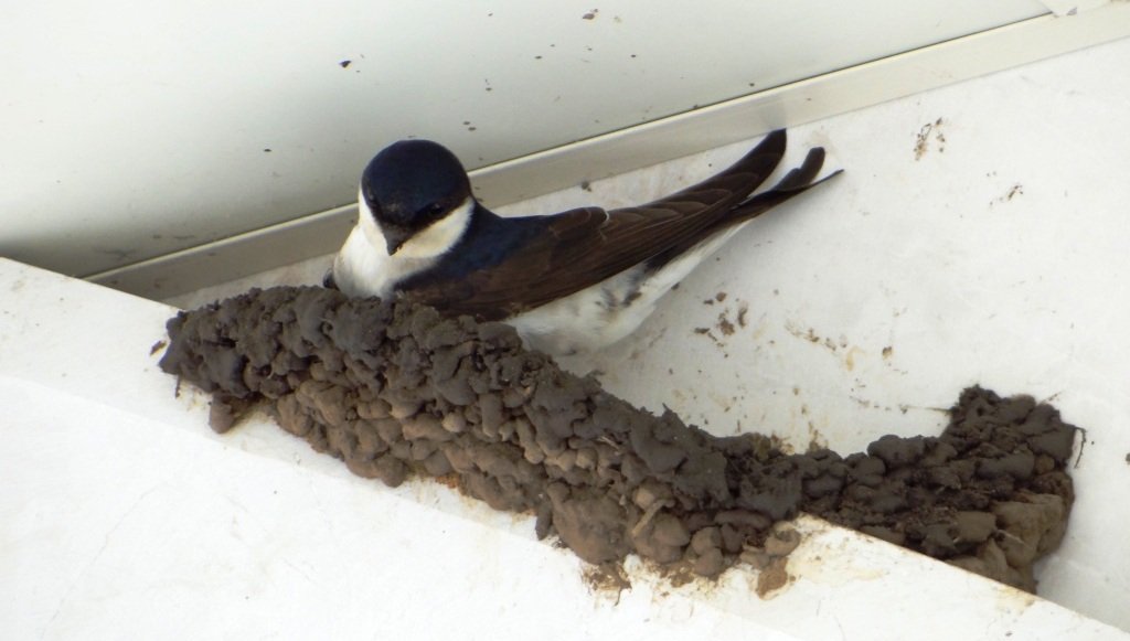 Городские ласточки. Ласточки строят гнёзда ( Delichon urbicum ) смотреть онлайн