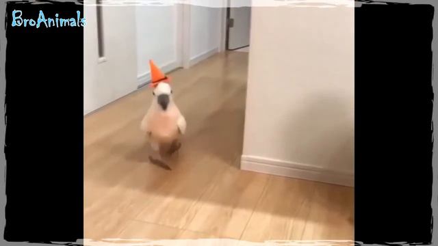 ПОПУГАЙ 🐦 МЕШАЕТ ЧИСТИТЬ ЗУБЫ 😁 и другие приколы с ПОПУГАЯМИ 🐦 #675 смотреть онлайн