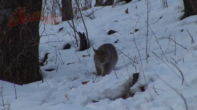 Рысь на охоте The Linx hunt смотреть онлайн