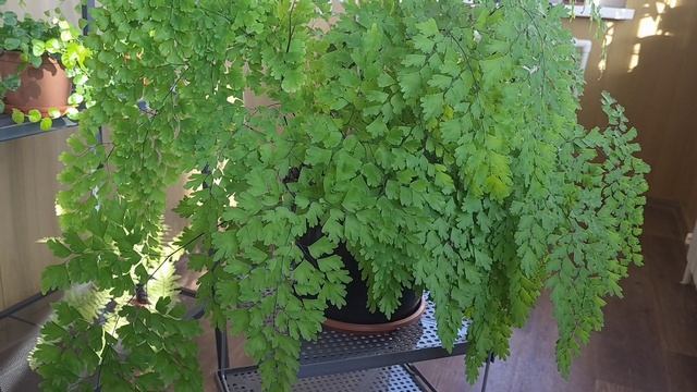 Адиантум — комнатный папоротник-водохлёб смотреть онлайн