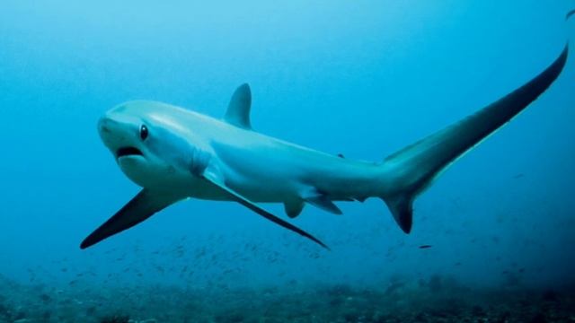 АКУЛЫ /ВИДЫ Акул и их ХАРАКТЕРИСТИКА смотреть онлайн