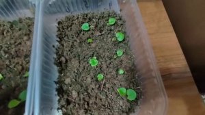 Бегония из семян. Обязательно сделайте так с сеянцами бегонии. Растут как на дрожжах без удобрений