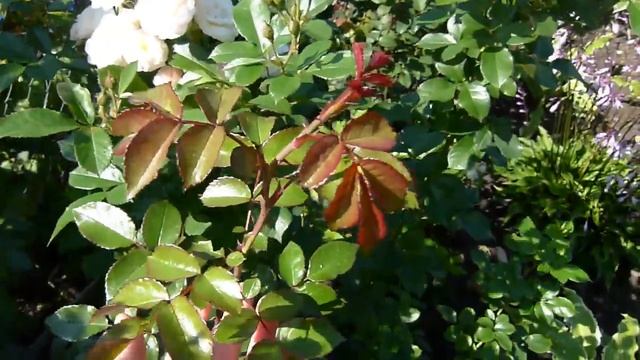 Базальные побеги у плетистых роз смотреть онлайн