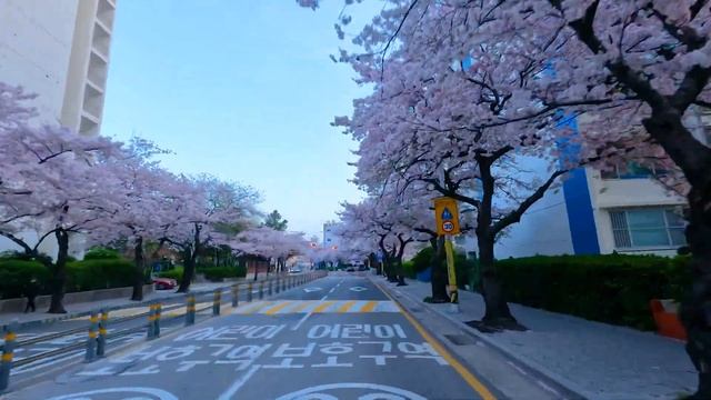 [4K] Before and After Sunrise, Korea Busan Cherry Blossom Road Drive | 137 смотреть онлайн