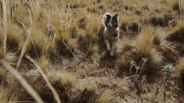 Марина Александрова - Про людей и собак смотреть онлайн