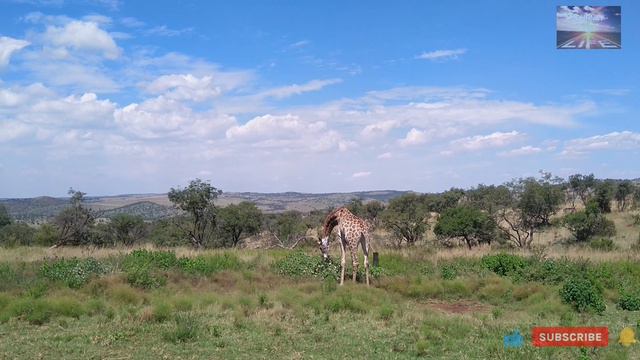GIRAFFE South Africa | Kruger national Park | HD-Video | #giraffe #krugernationalpark #journey@life смотреть онлайн