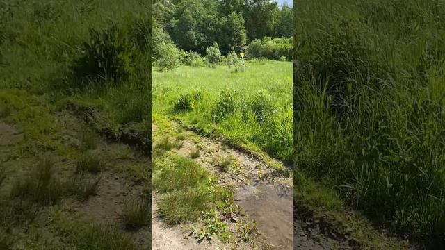 Джеку 5 месяцев🐶 #джекрасселтерьер смотреть онлайн