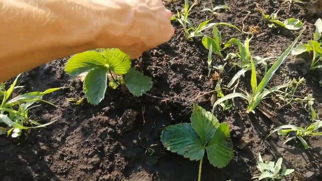 Первый урожай на своём участке. смотреть онлайн