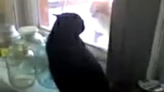 крик кота смотреть онлайн