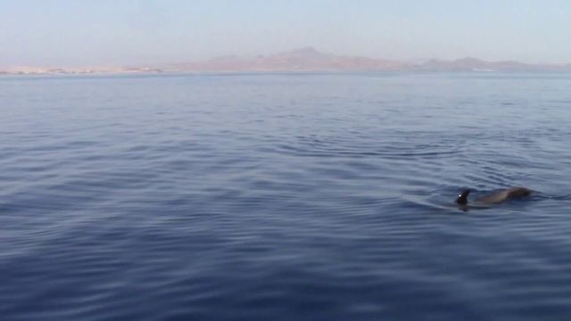 Гринды Канарских островов смотреть онлайн