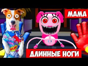 ? Мама длинные ноги и Амонгас ?