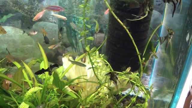Жара в аквариуме! Охлаждать? Ждать? Что делать с рыбками? смотреть онлайн