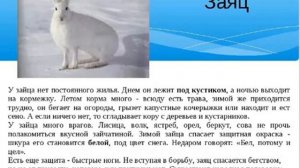 Зайцы. Русак. Беляк.