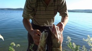 Как ловить щуку  судака летом на снасть резинку.