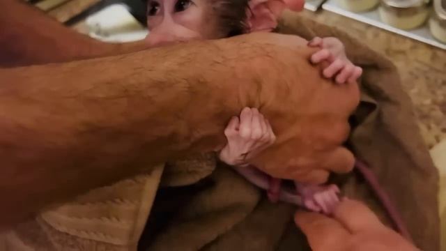 МИЛОТА! Степашка КУПАЕТСЯ, а знатоки гамадрил пишут в прокуратуру))) смотреть онлайн