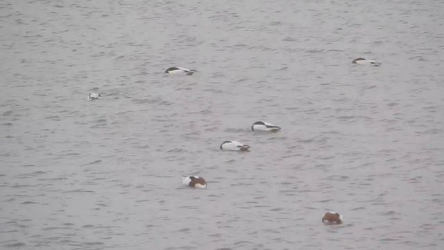 Shelduck (Пеганка) смотреть онлайн
