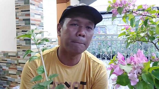 Live Selling Rare Top Rare Bougainvilleas in Pots Very affordable price lowest 150 смотреть онлайн