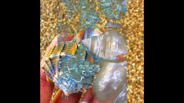 TOP RARE and Most BEAUTIFUL Seashells. смотреть онлайн
