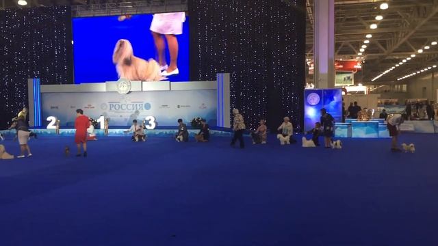 Выставка собак Россия - Кубок Президента РКФ - БЭСТ 9 группа смотреть онлайн
