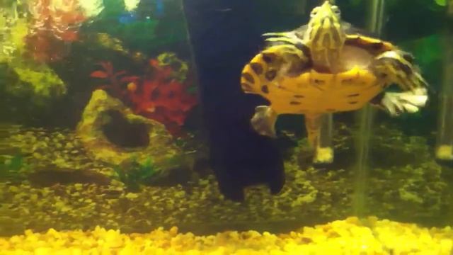 Red Eared Slider Turtle fully grown смотреть онлайн