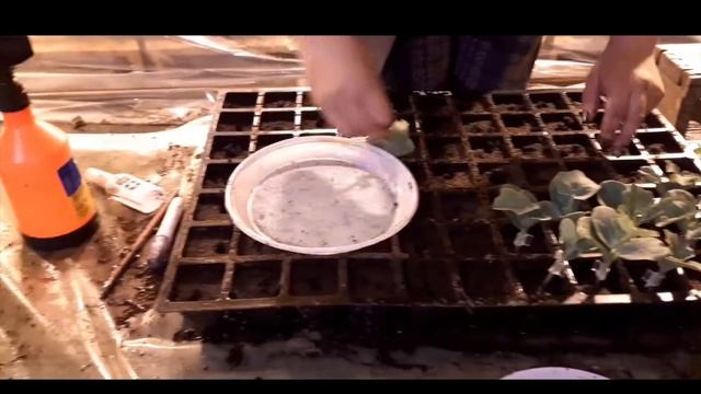 Щеплення кавуна на гарбуз смотреть онлайн