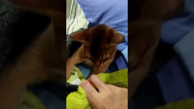 Абиссинская кошечка охотиться под одеялом смотреть онлайн