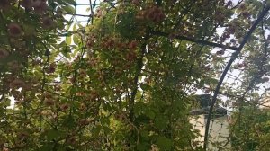 Акебия или шоколадная лиана в саду. Честный обзор на иностранку из Азии.