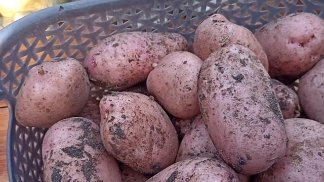 КАРТОФЕЛЬ СОРТ САРПО МИРА // КОЛЛЕКЦИЯ ЛИПАТОВОЙ АНАСТАСИИ // ВАЦАП ДЛЯ ЗАКАЗА 8-915-245-81-59 смотреть онлайн