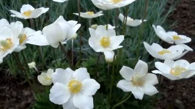 Анемона (Anemone) - садовый многолетник из семейства лютиковых. 银莲花属 смотреть онлайн
