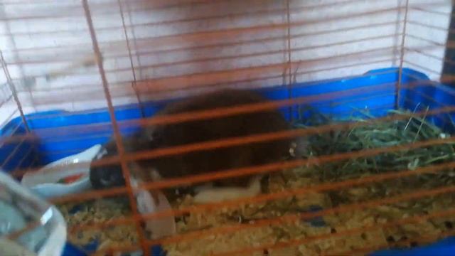 Искуственное вскармливание крольчат смотреть онлайн