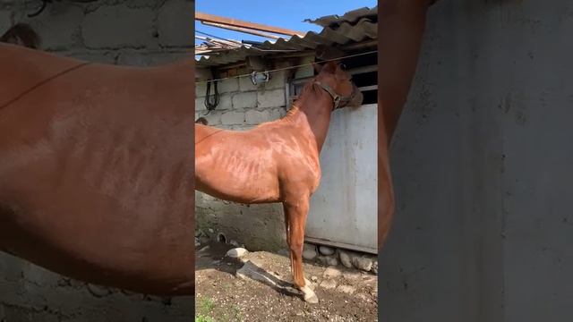 1год #жеребчик смотреть онлайн