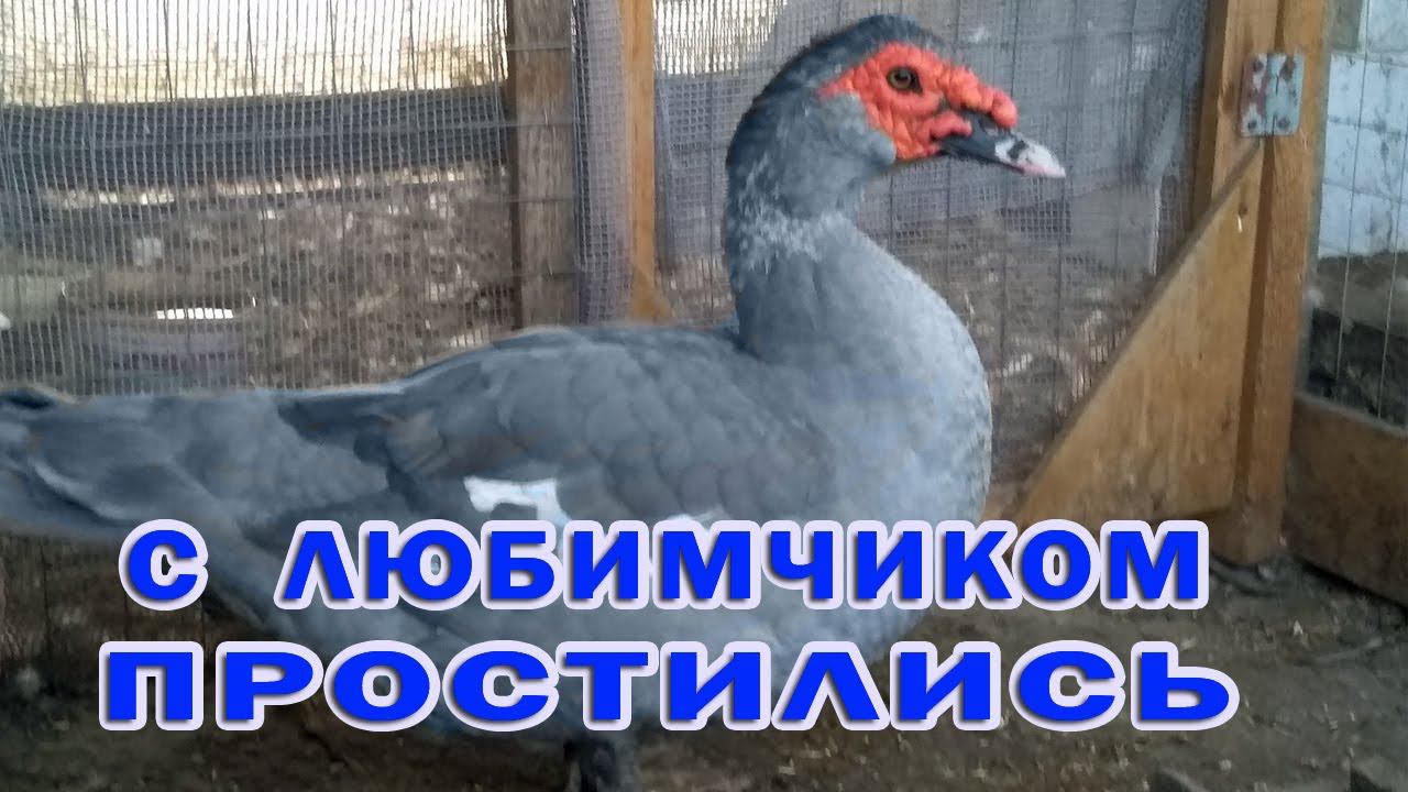 Всю ночь не было света! Что с заложенным яйцом утки и бройлером росс 308. смотреть онлайн