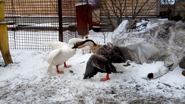 Гуси дерутся #гуси смотреть онлайн