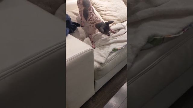 Cooper killing it softly! Cute American Hairless Terrier смотреть онлайн