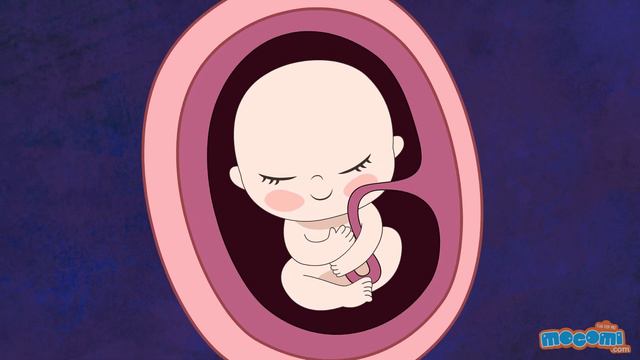 10 Fun Facts about Hiccups - Fun Facts With Hamlet the Hamster | Mocomi Kids Educational Videos смотреть онлайн